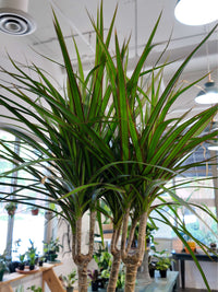 Dracaena Marginata (Madagascar Dragon Tree)