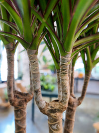 Dracaena Marginata (Madagascar Dragon Tree)