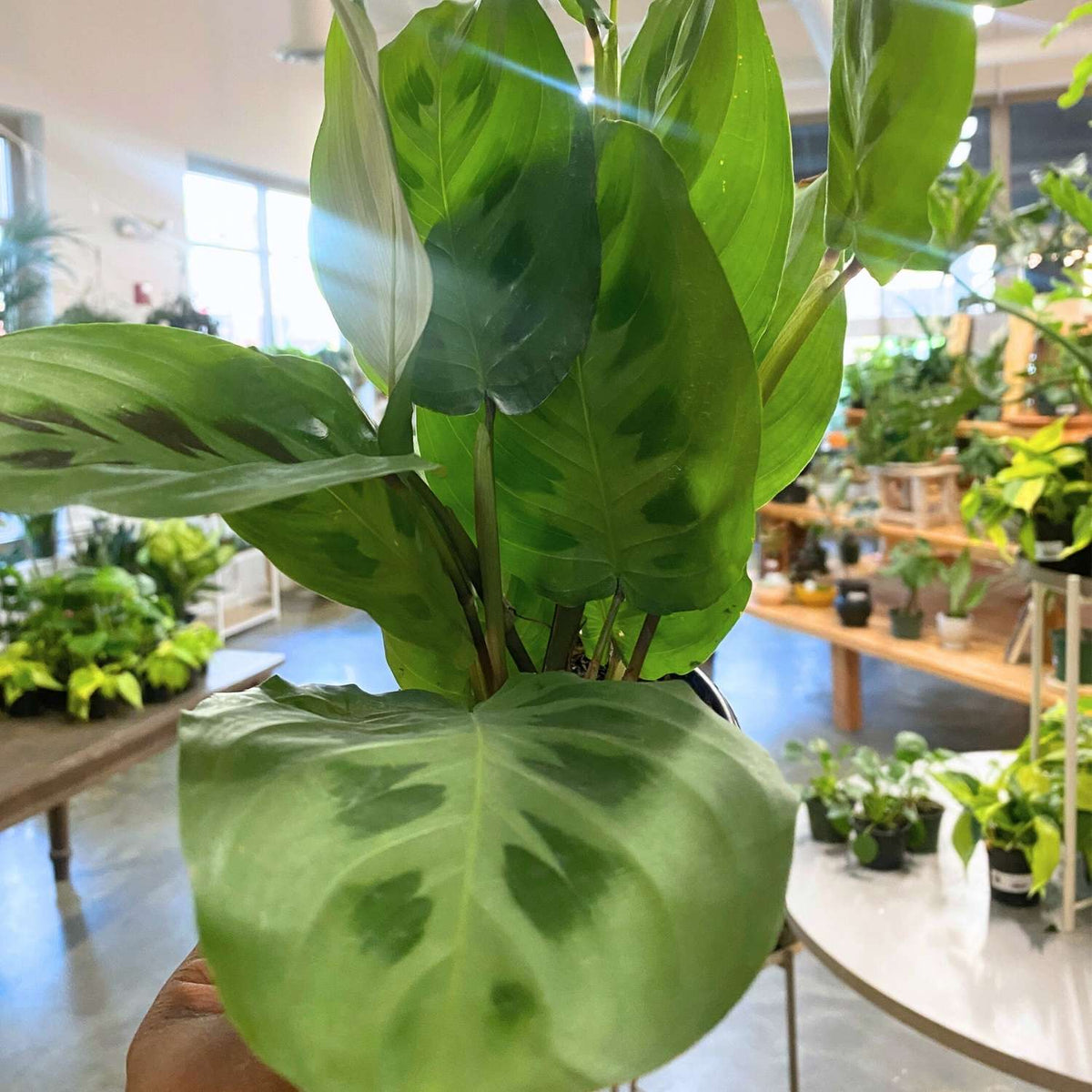 Maranta Leuconeura (4")