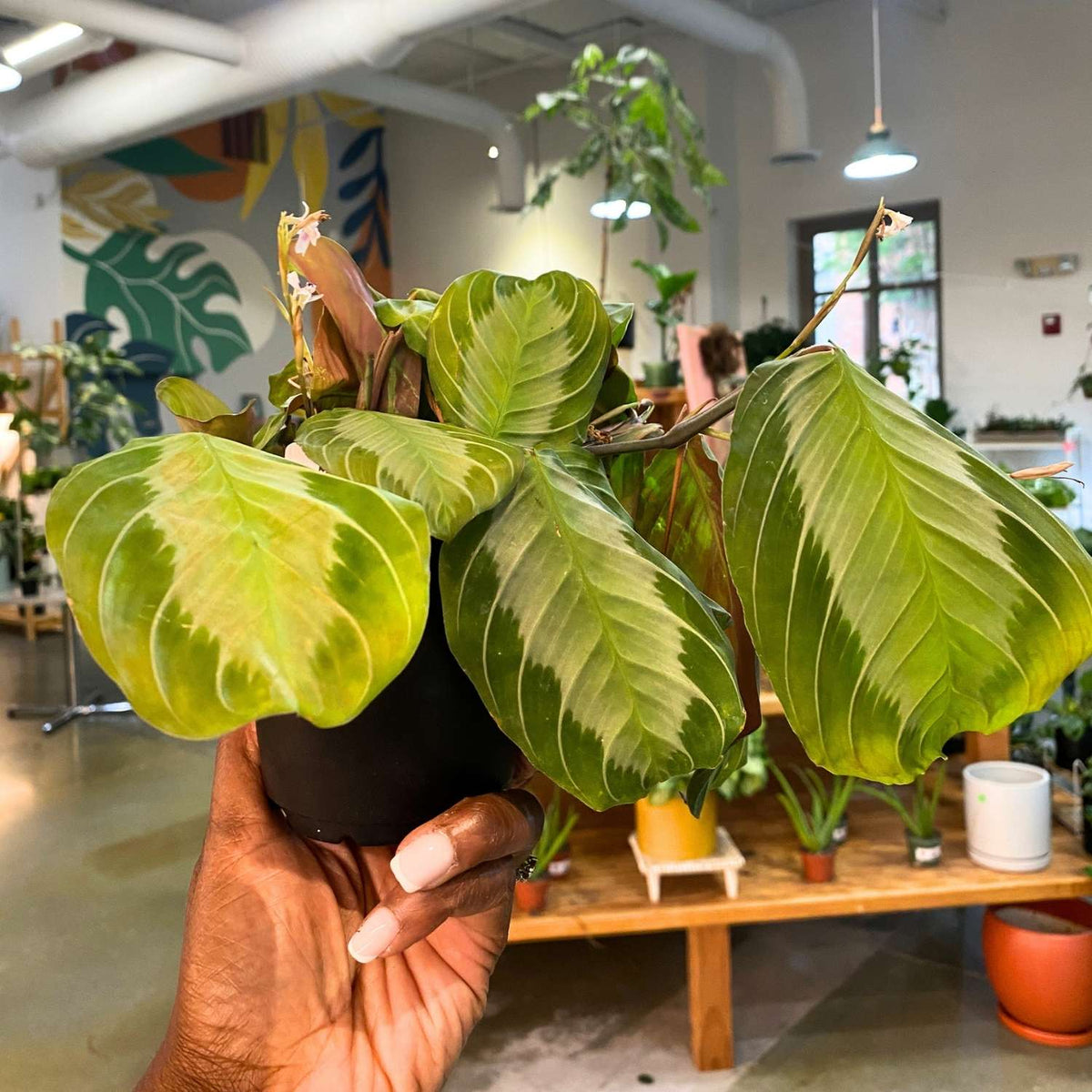 Maranta Silver Band 4" (FULL)