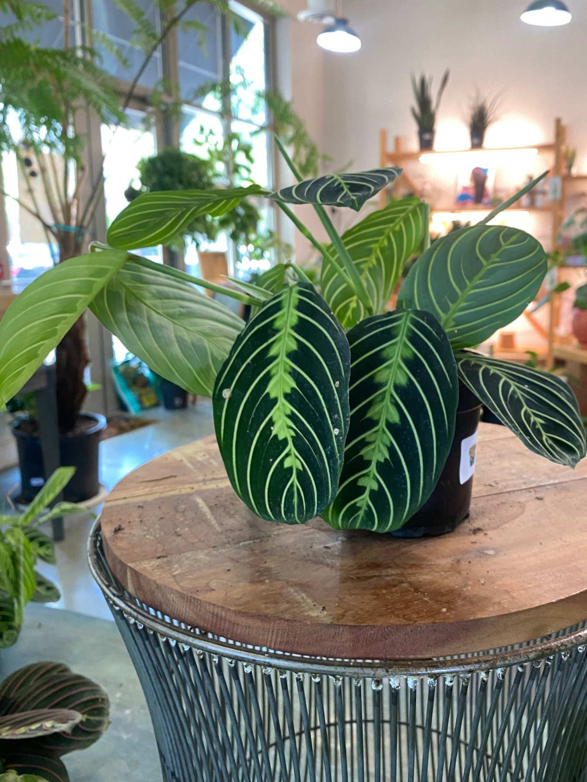 Maranta Leuconeura 'Lemon Lime' 4"