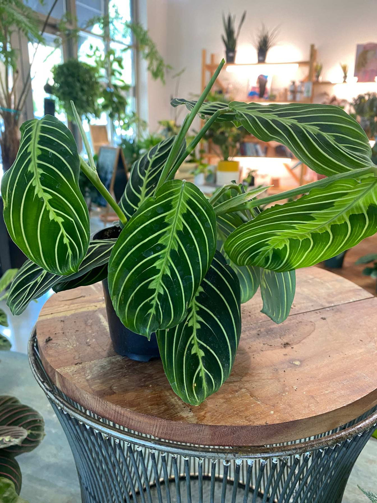 Maranta Leuconeura 'Lemon Lime' 4"