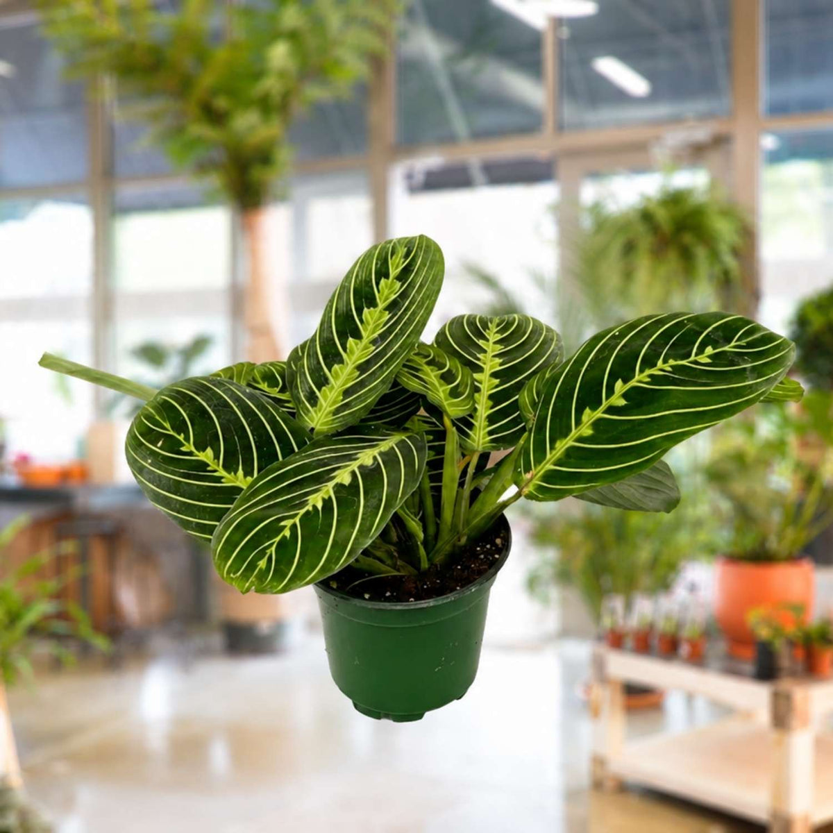 Maranta Leuconeura 'Lemon Lime' 4"