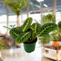 Maranta Leuconeura 'Lemon Lime' 4"