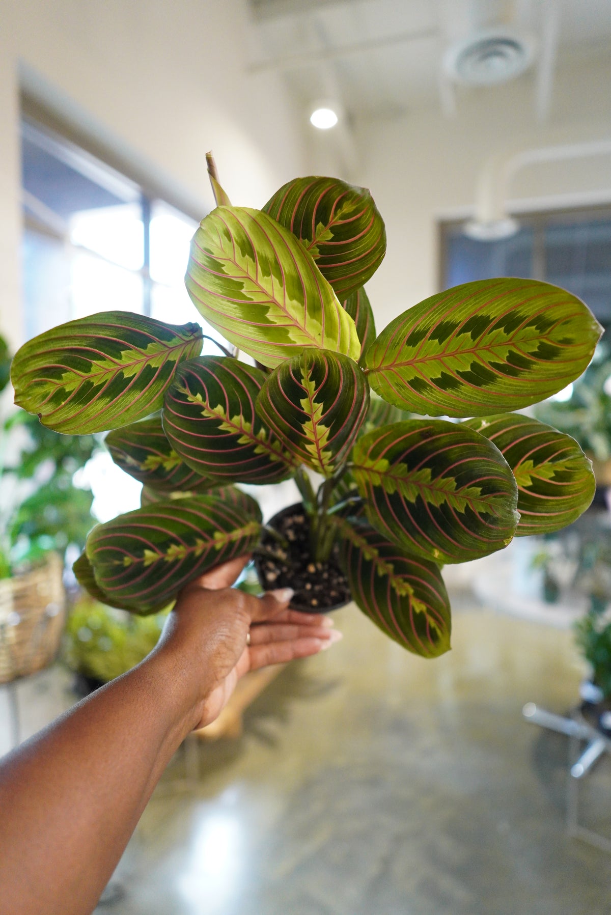 prayer hands plant Maranta Red (Prayer Plant) – A Pot to Plant In