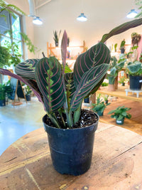 A potted Calathea Ornata (Orange Calathea) plant with dark green leaves featuring prominent reddish-pink veining, growing in a black plastic nursery pot on a rustic wooden table inside a plant shop.