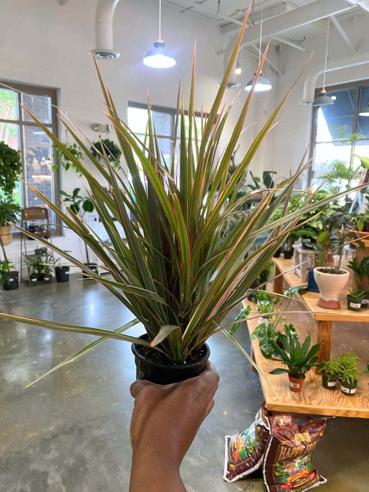 Dracaena Marginata (Madagascar Dragon Tree) (Sml)