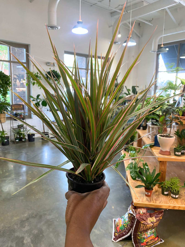Dracaena Marginata (Madagascar Dragon Tree) (Sml)