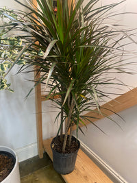 Dracaena Marginata (Madagascar Dragon Tree)