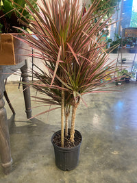 Dracaena Marginata (Madagascar Dragon Tree)