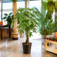 Pachira Aquatica 'Money Tree'