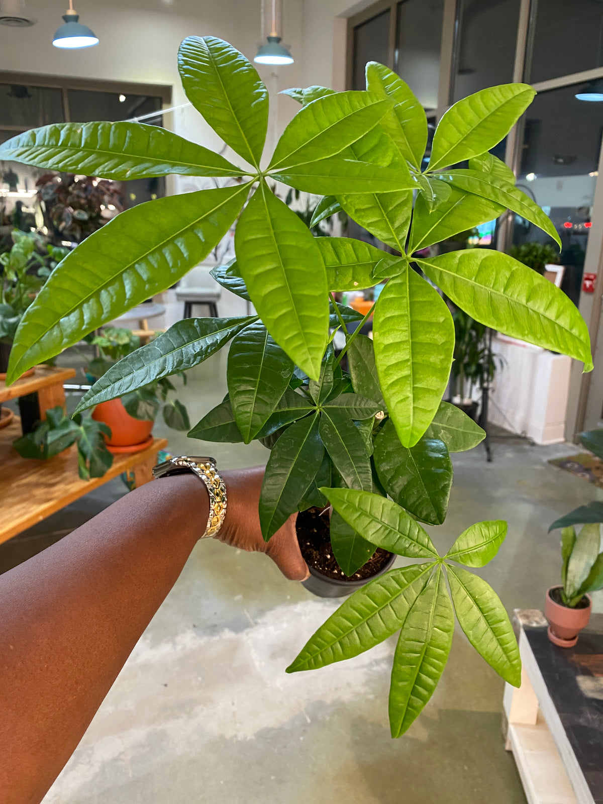 4" Money Tree Pachira Aquatica (FULL)