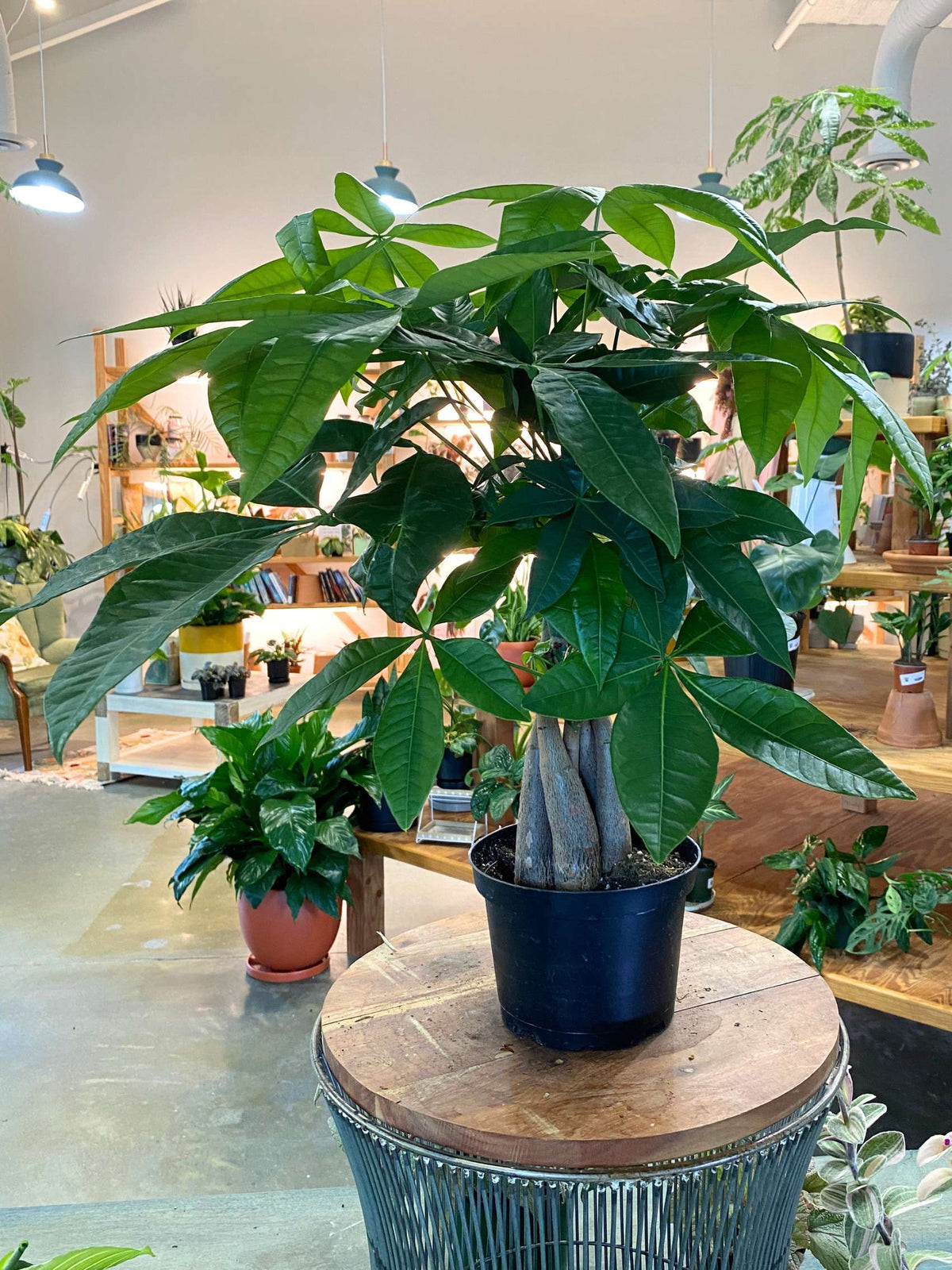 Pachira Aquatica 'Money Tree'