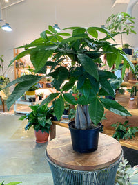 Pachira Aquatica 'Money Tree'