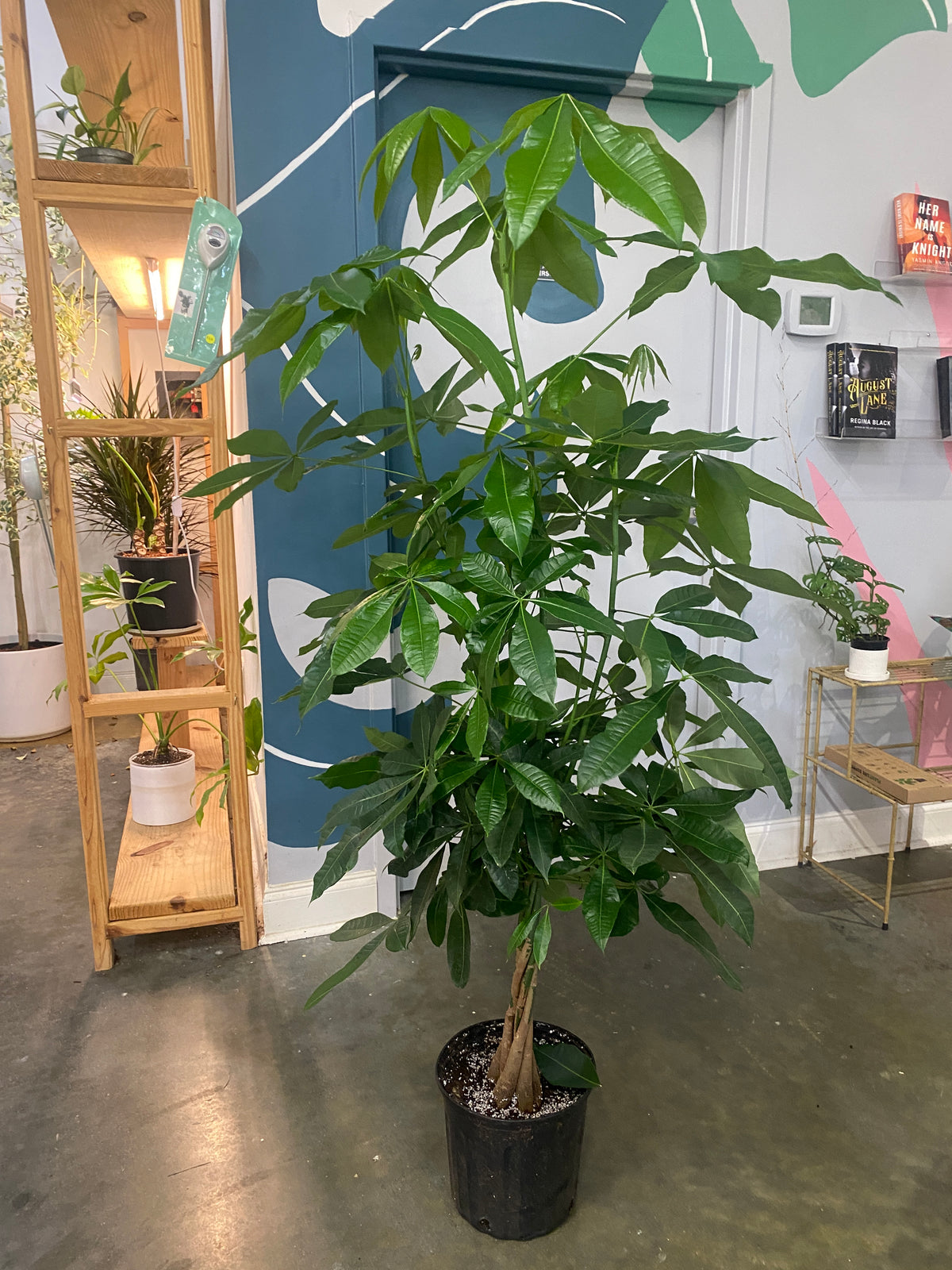 Pachira Aquatica 'Money Tree'