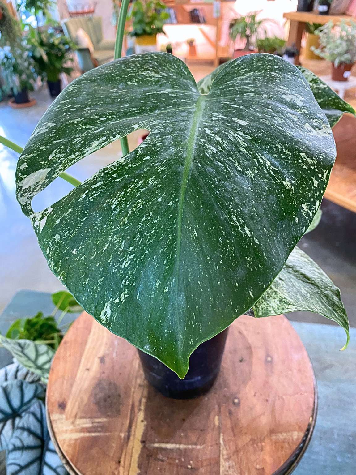 Monstera White