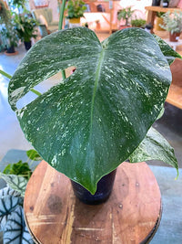Monstera White