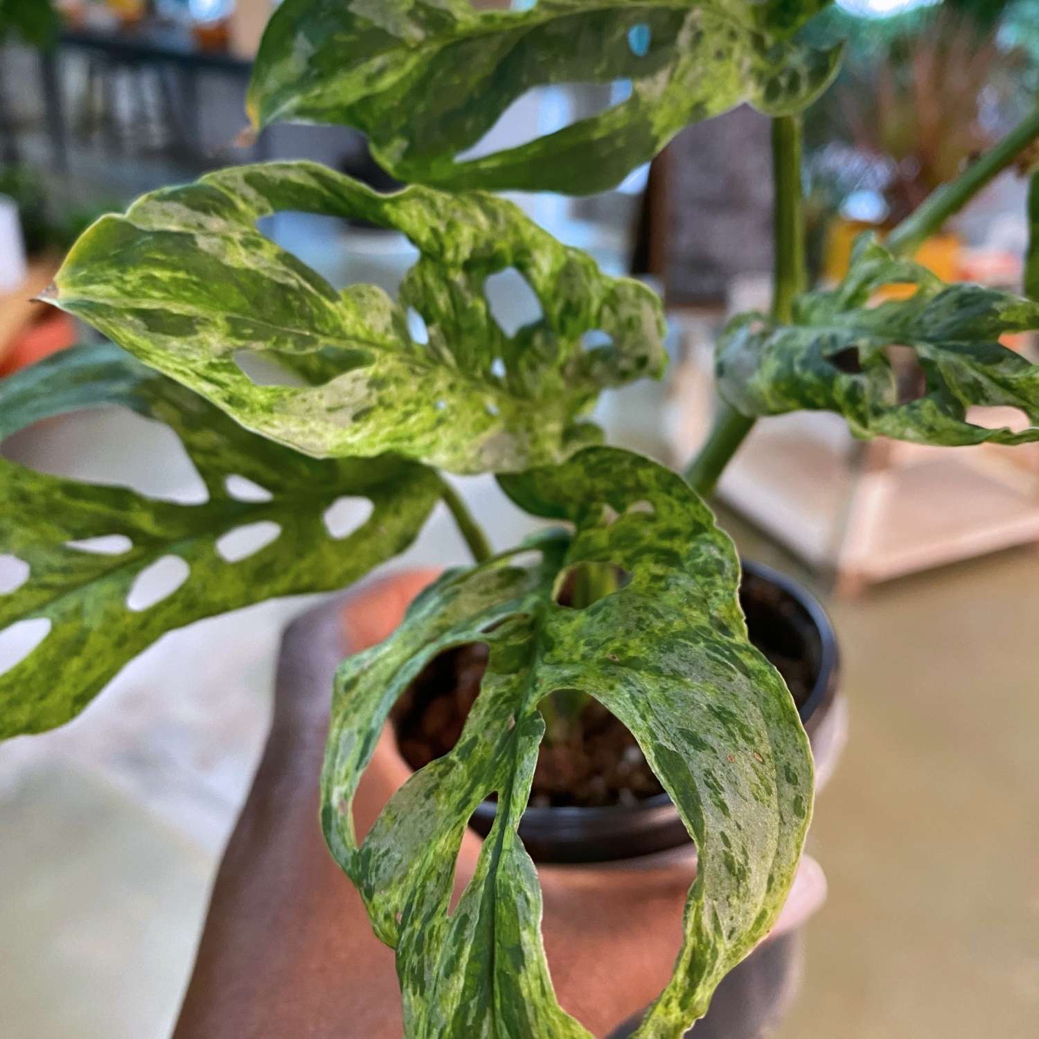 PLANTS – A Pot to Plant In