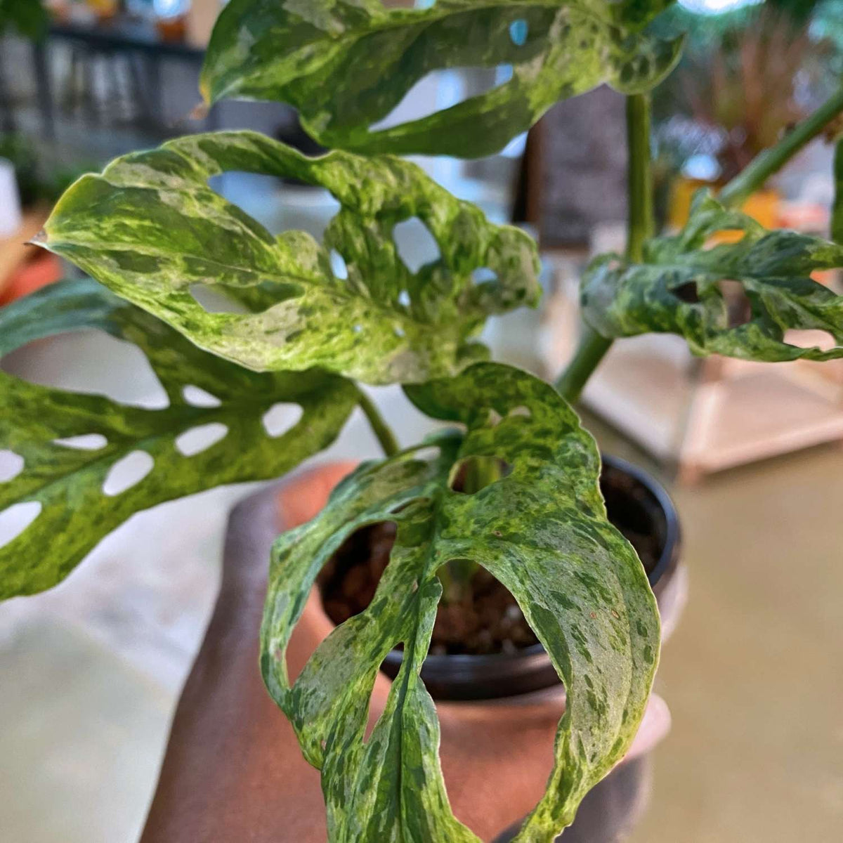 Monstera Adansonii Moltted 4"