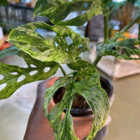 Monstera Adansonii Moltted 4"