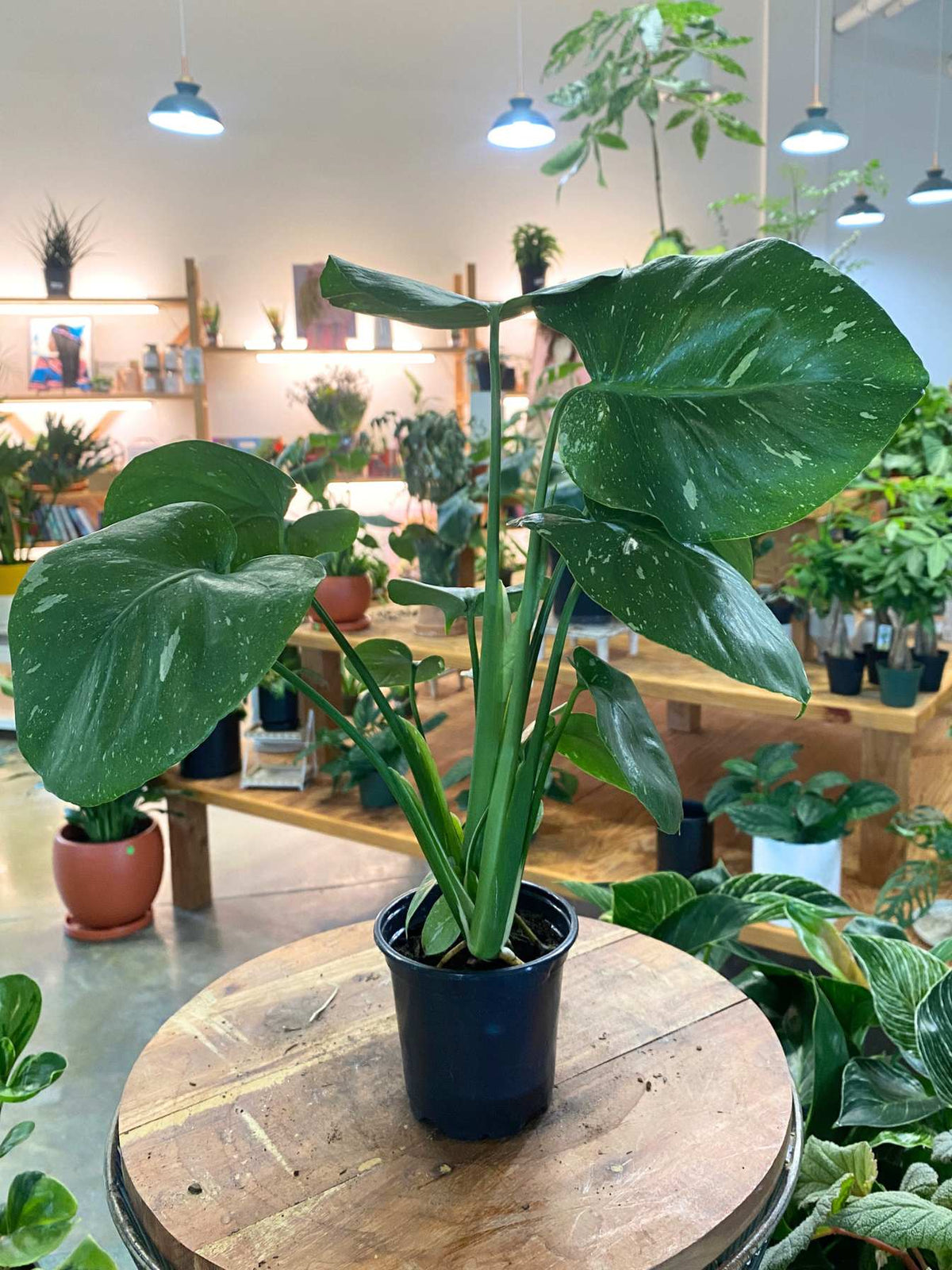 Monstera Thai Constellation