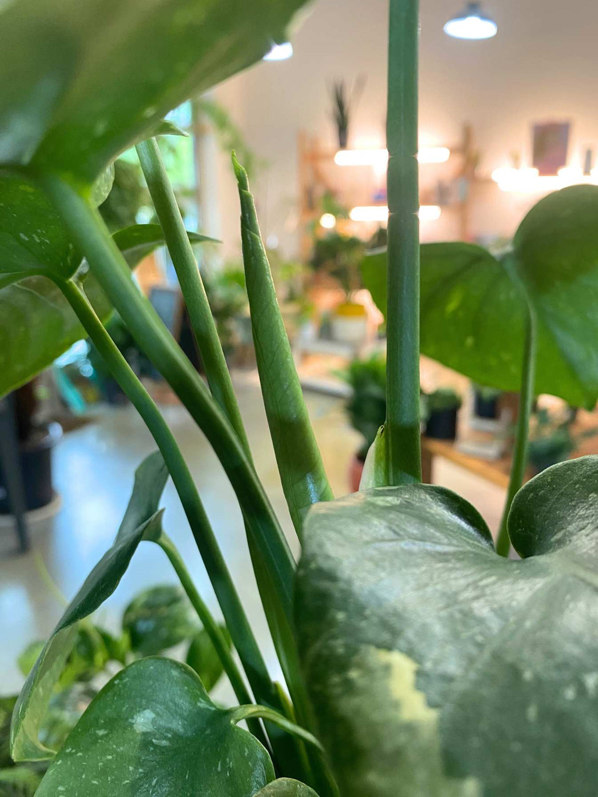 Monstera Thai Constellation