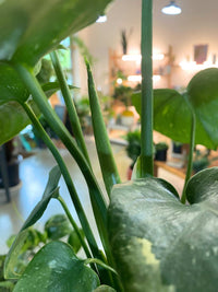Monstera Thai Constellation