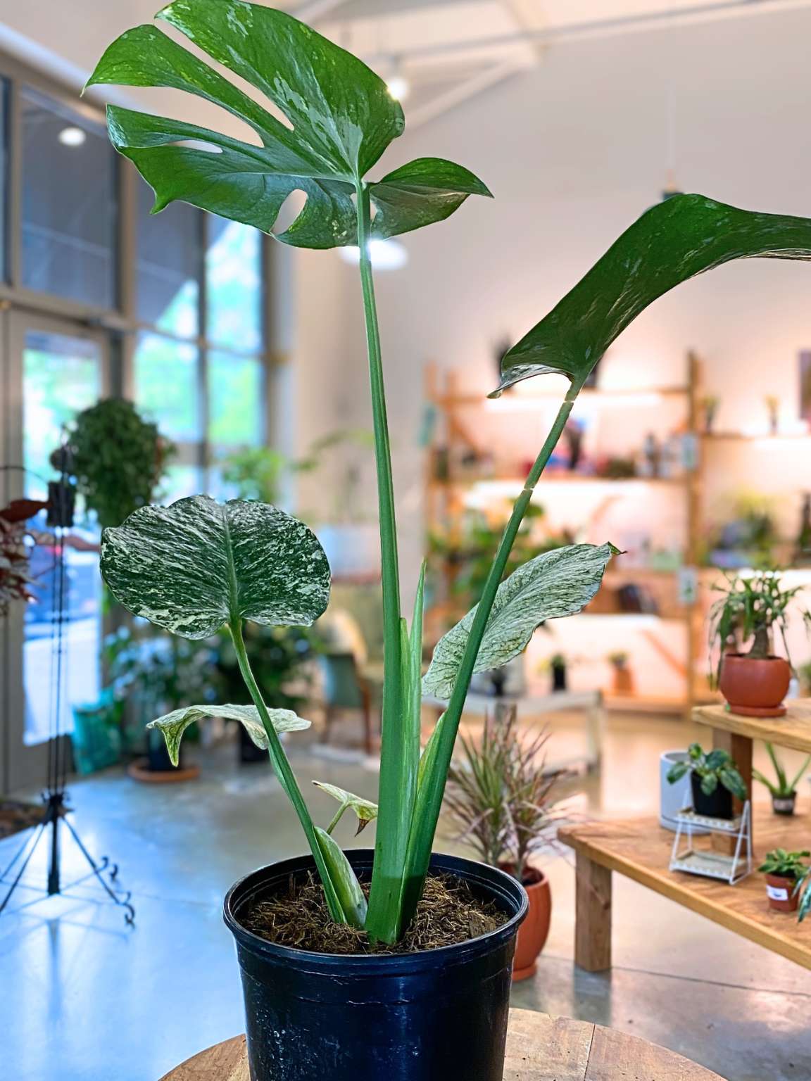 Monstera White