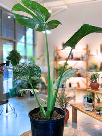 Monstera White