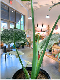 Monstera White