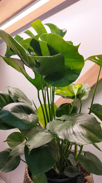 Monstera Deliciosa