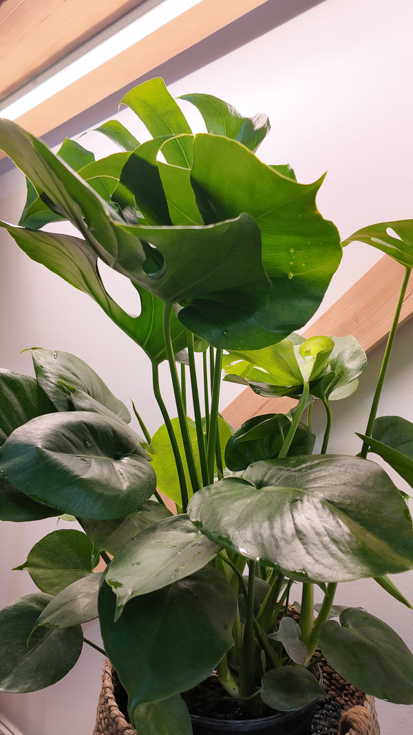 Monstera Deliciosa