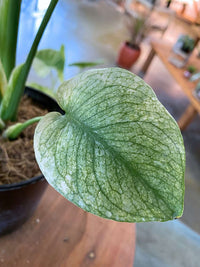 Monstera White