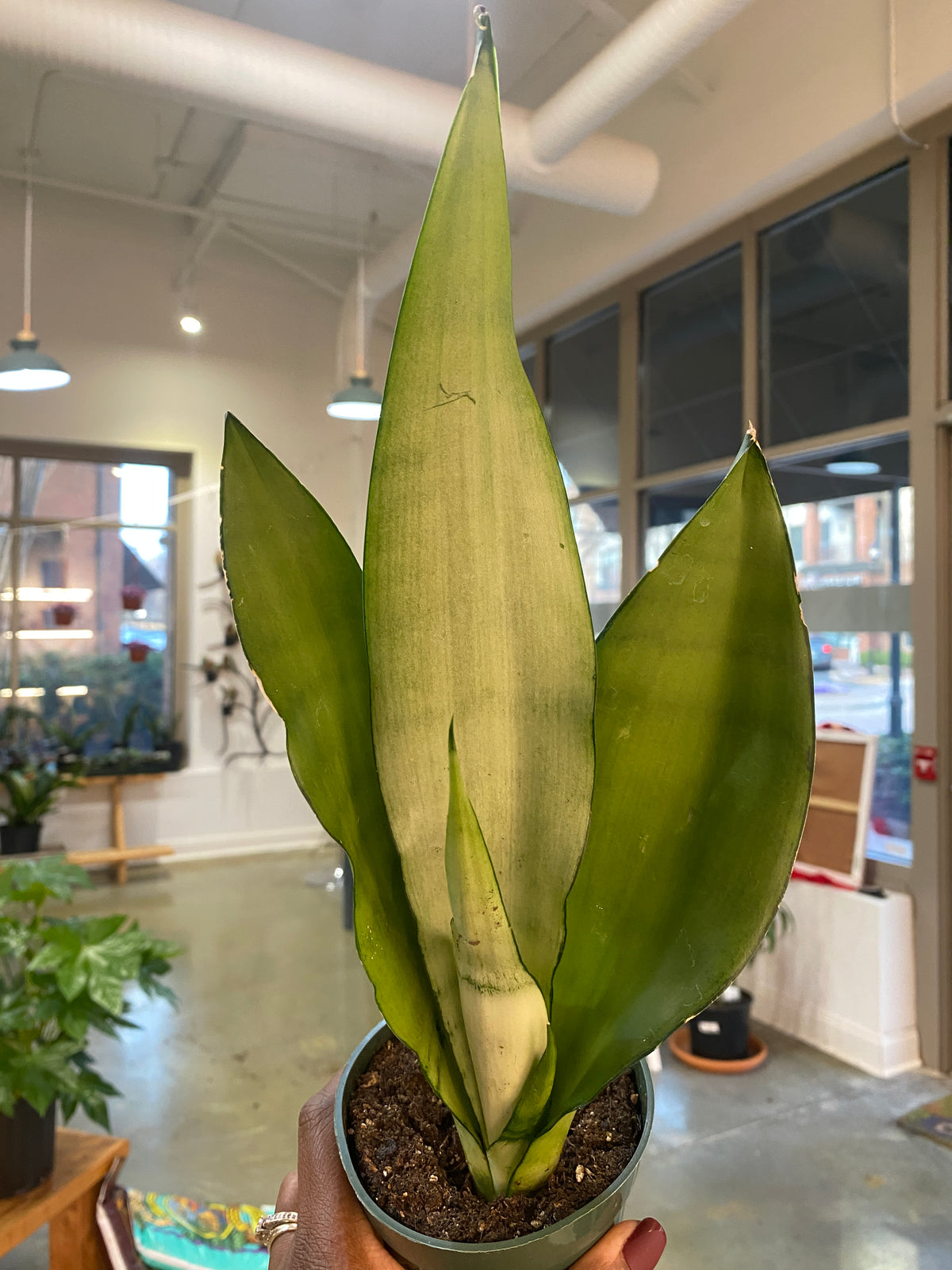 Sanseveria Moonshine