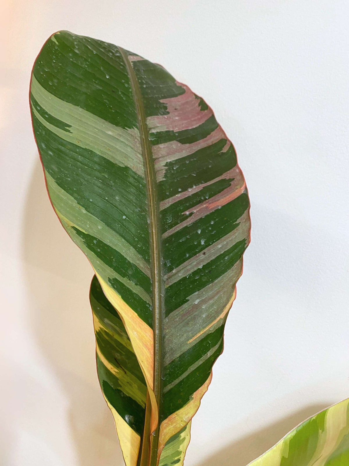 Musa 'Nono Pink'