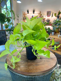 Neon (Lime) Pothos