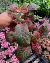 4" Fittonia Nerve Plant (Full)
