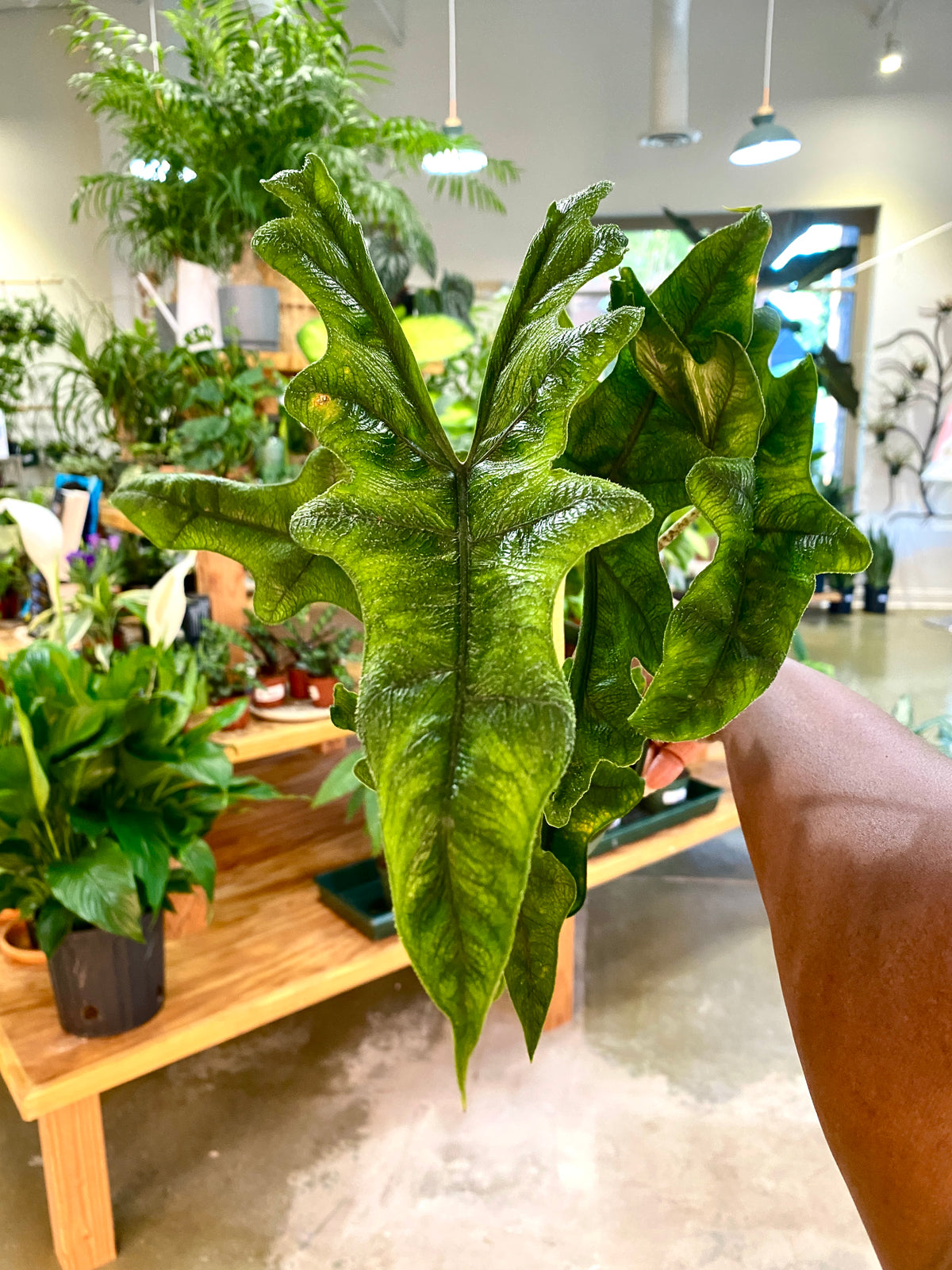 6" Alocasia Jacklyn Houseplant