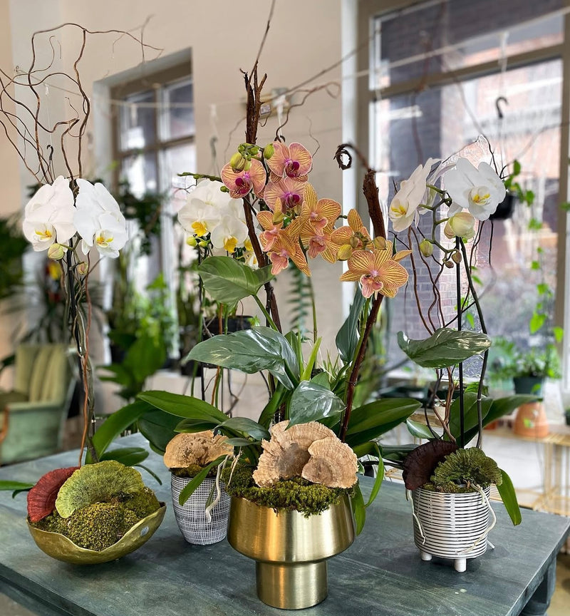 Orchid-arrangements Mother-day-flowers