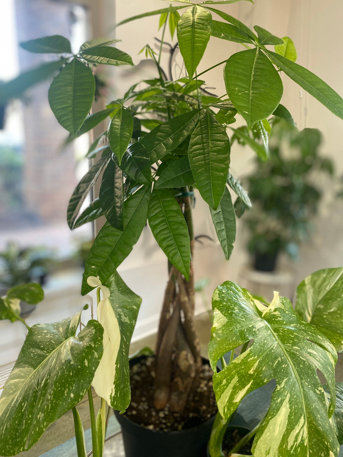 Money Tree Pet friendly