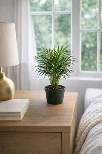 Parlor Parlor Pet-Friendly