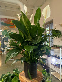 Peace Lily - (Sml)