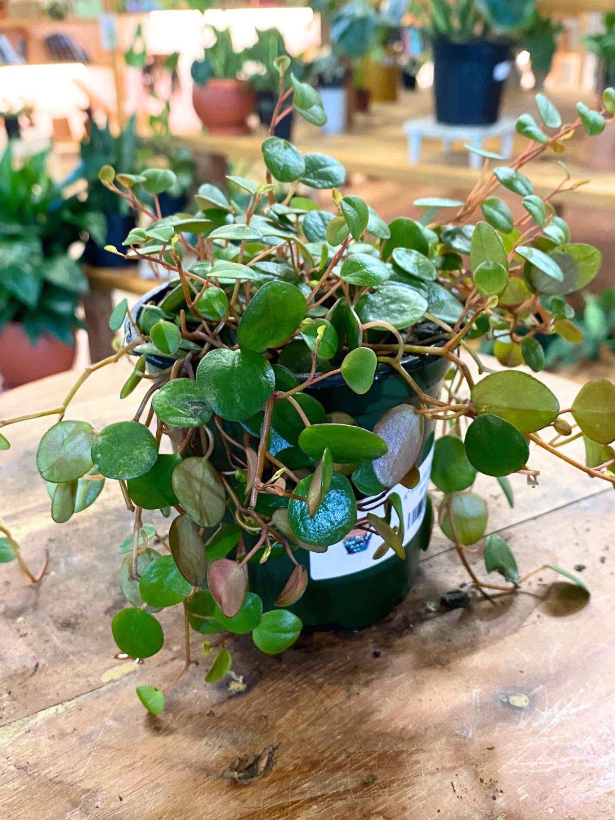 Peperomia 'Pepperspot'