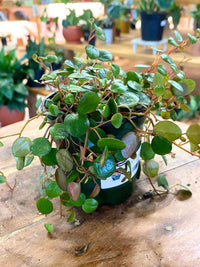 Peperomia 'Pepperspot'