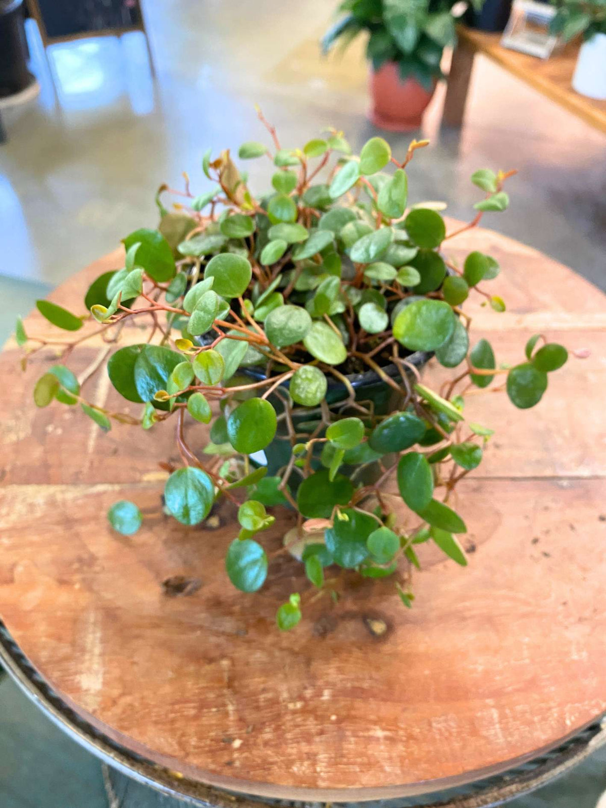 Peperomia 'Pepperspot'