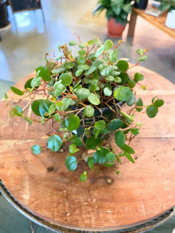 Peperomia 'Pepperspot'