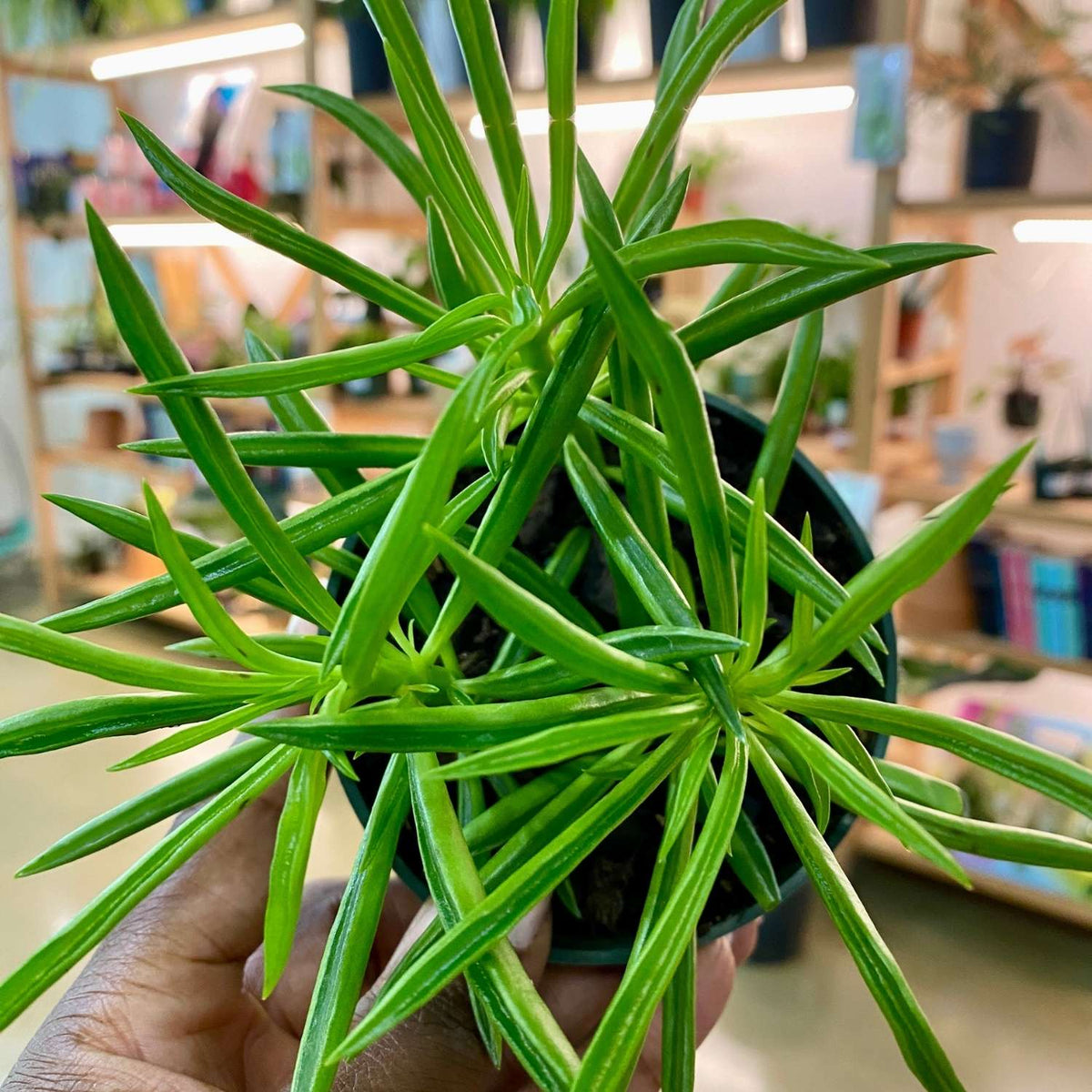 Peperomia ferreyrae 'Happy Bean' Houseplant (4")