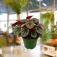 Build-a-Plant Bundle