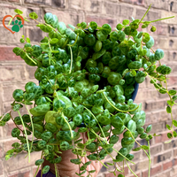 4" String of Turtles (Peperomia prostrata) Houseplant
