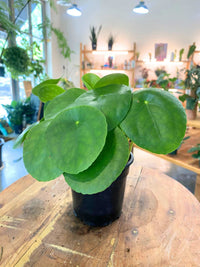 Chinese Money Plant (Pilea peperomioides) Sml